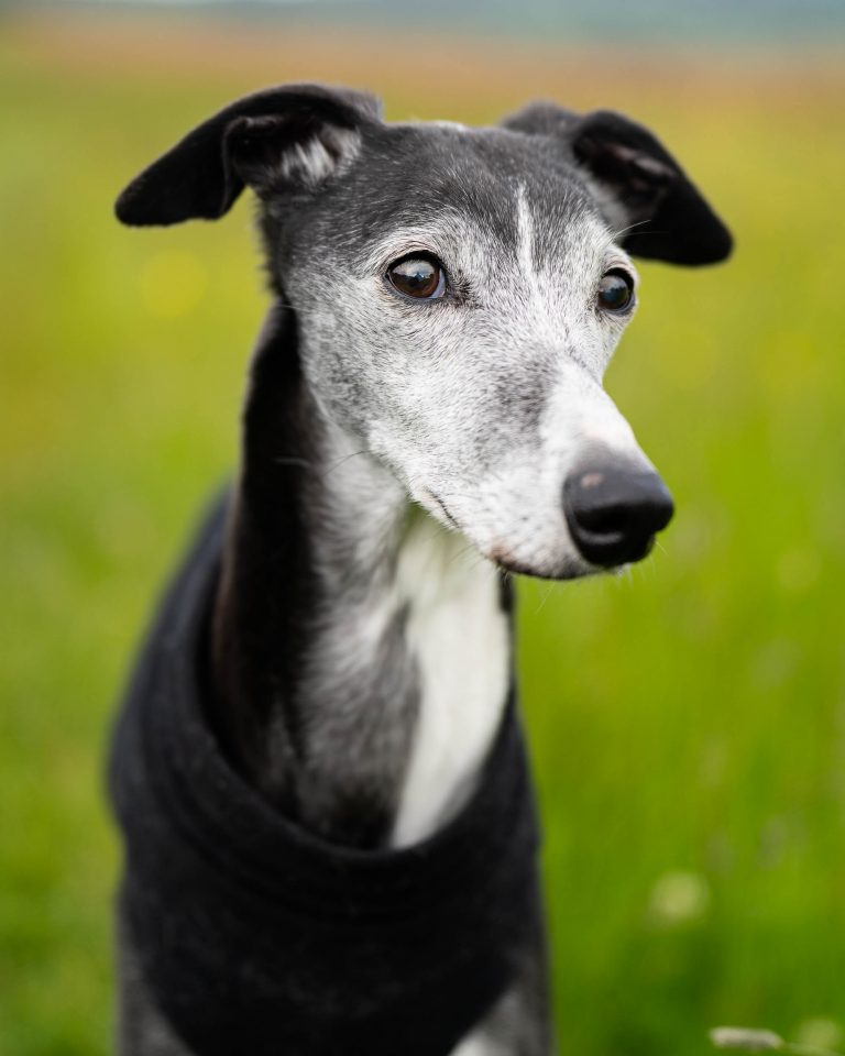 A friendly, old lurcher during a relaxed wander in a meadow near Otley