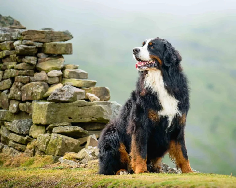 Bernese mountain dog sitting on a hillside in the Yorkshire Dales