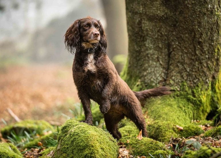 A brown cocker spaniel poses beautifully on a mossy rock