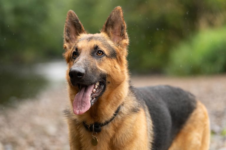 German shepherd dog photo session in Nidderdale