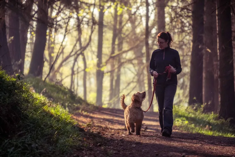 A dog and their owner going for a walk along a woodland track near Harrogate