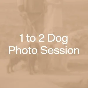 Buy a 1-2 dog photography session around Harrogate, York and Leeds