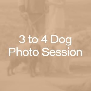 Buy a Yorkshire 3 to 4 dog photography session