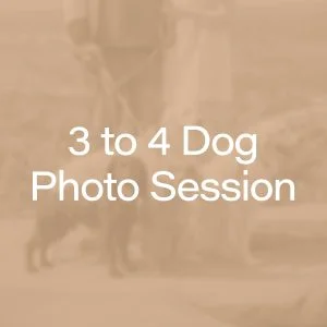 Buy a Yorkshire 3 to 4 dog photography session