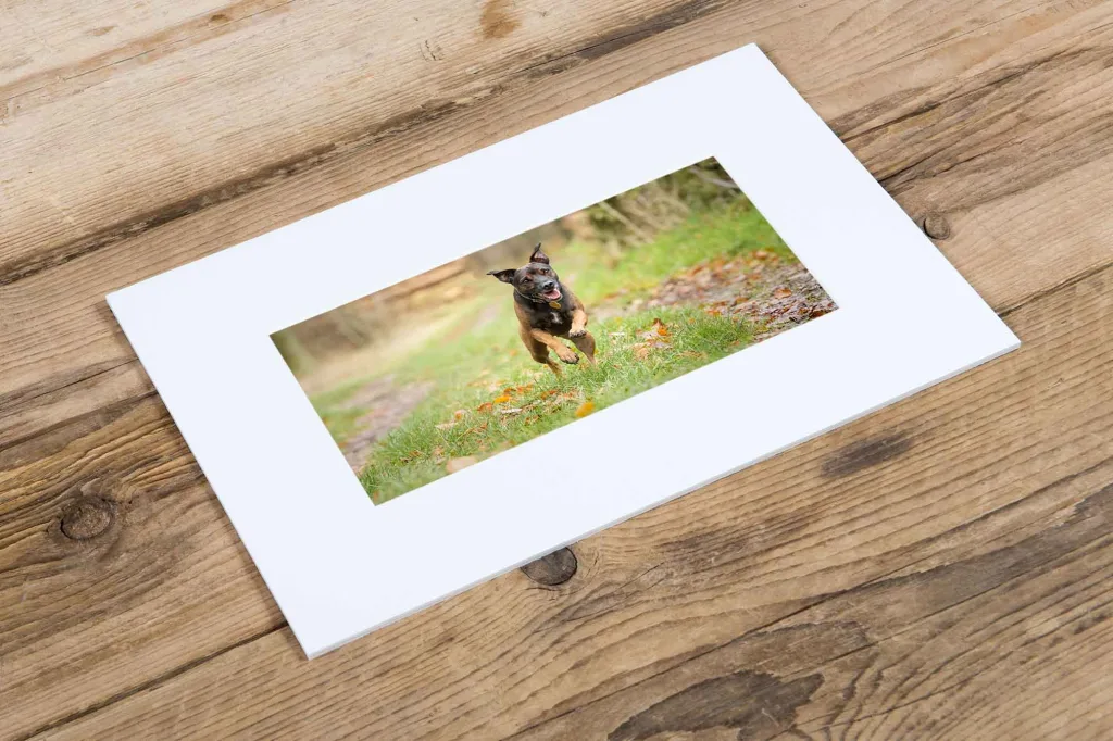 We offer both mounted and unmounted prints of images from your dog photography session