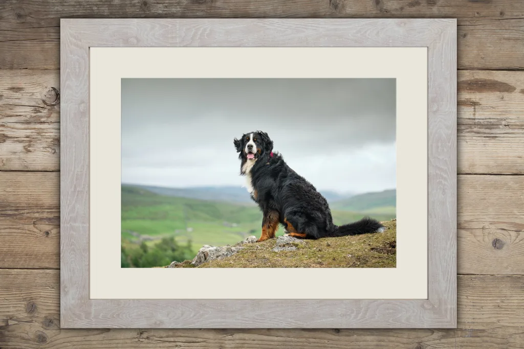 We can create beautiful framed prints from the photos from your dog photography session