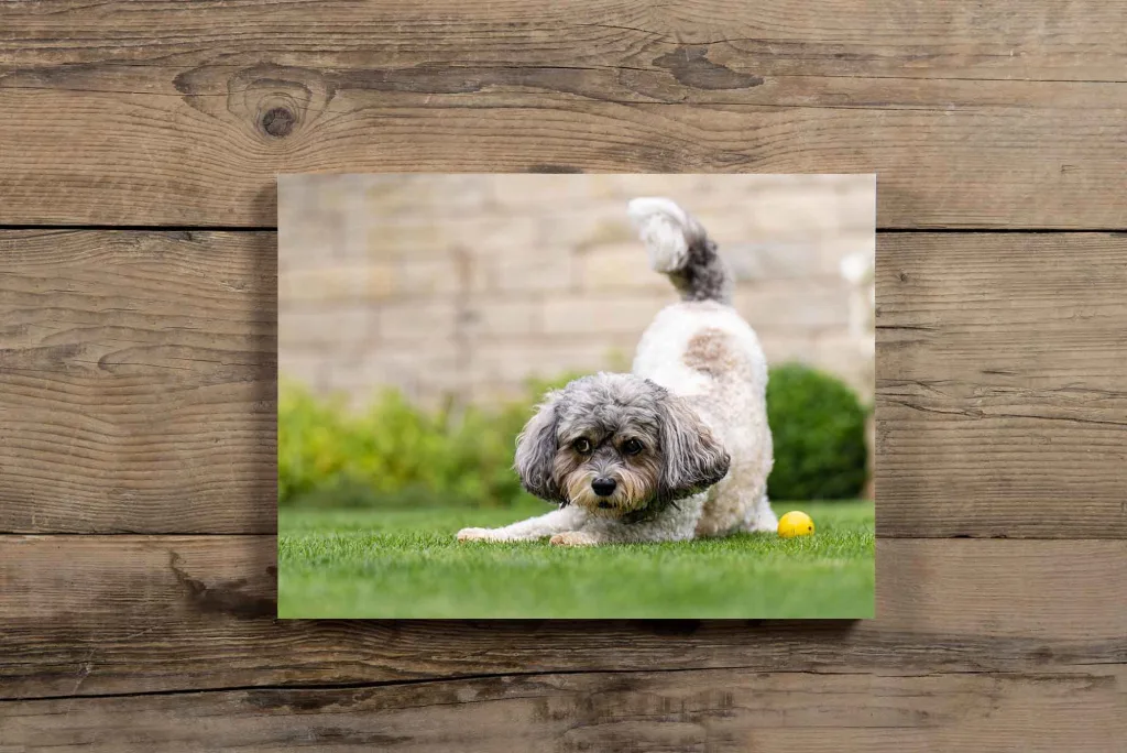 We can create block prints with images from your dog photography session