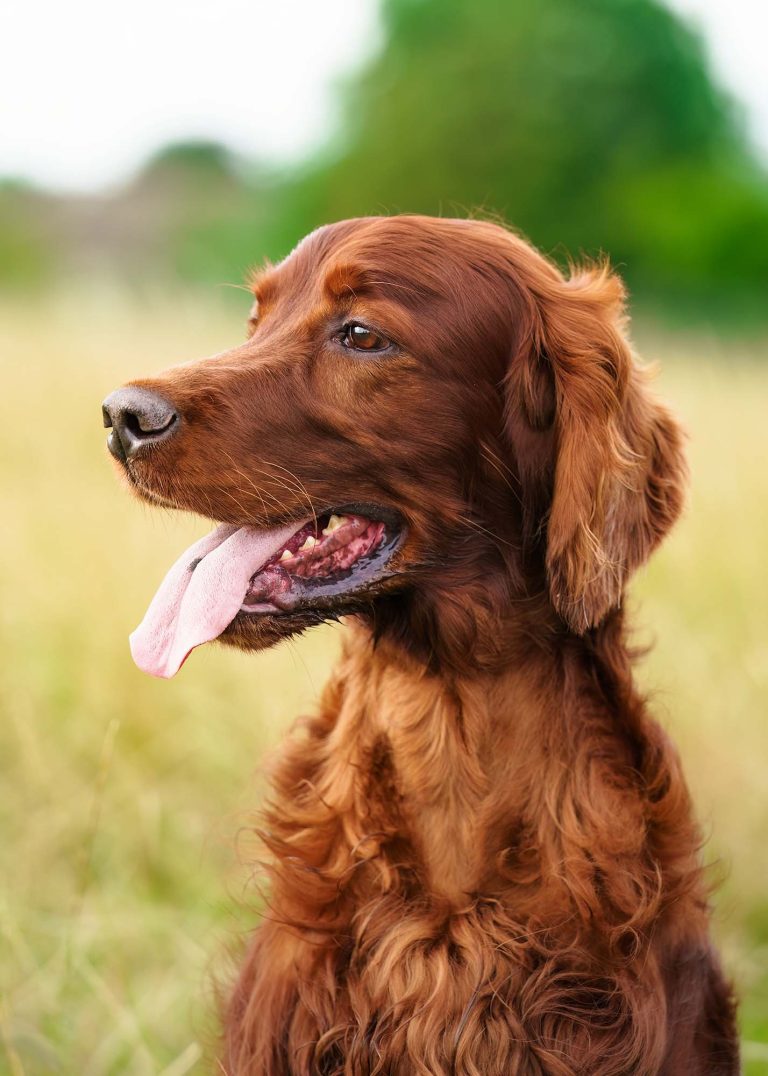 An Irish Setter during a pet photography session in Leeds