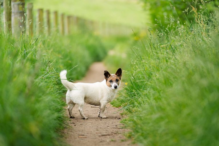 A Jack Russell photographed on a walk in Nidderdale