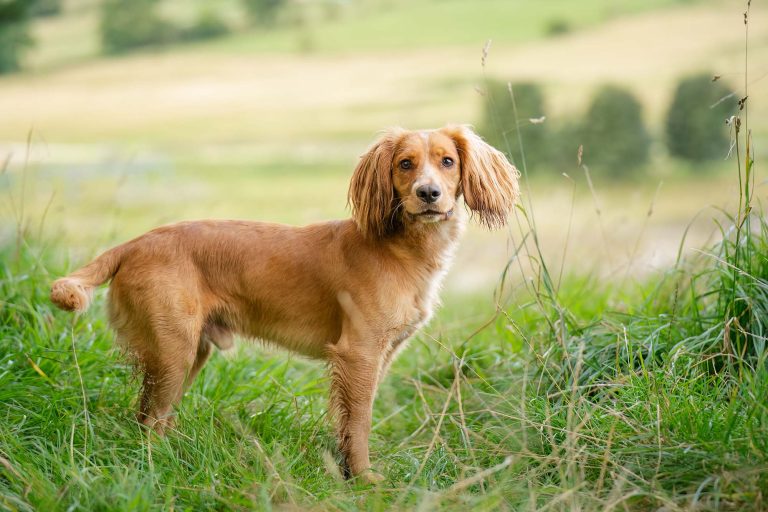 Working cocker spaniel on a dog photography session near Otley