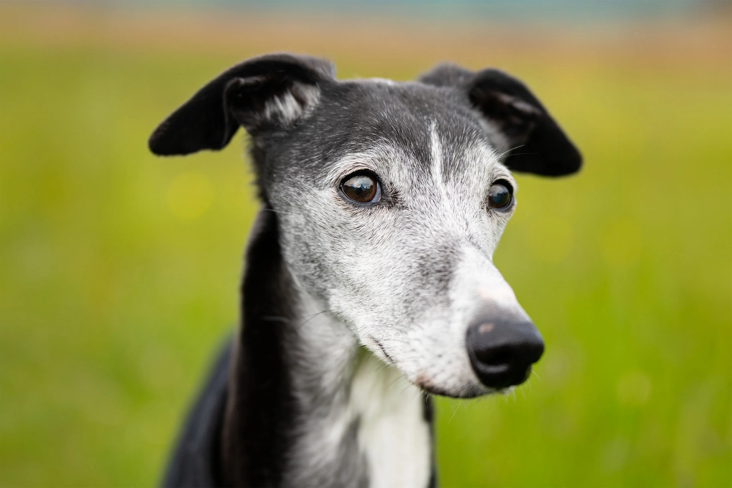 Elderly Lurcher on a dog photography session near Otley