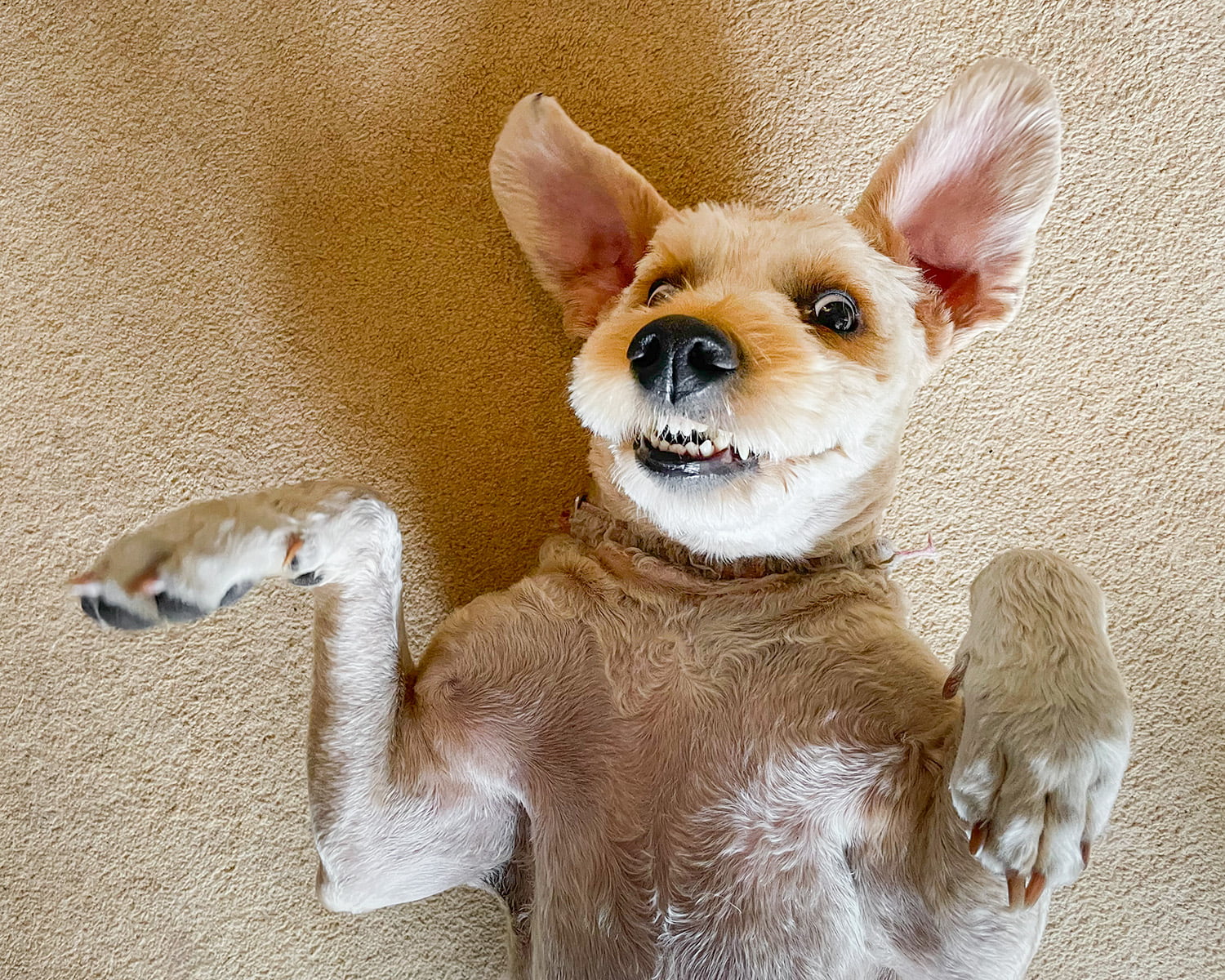 A goldedoodle dog lying on it's back