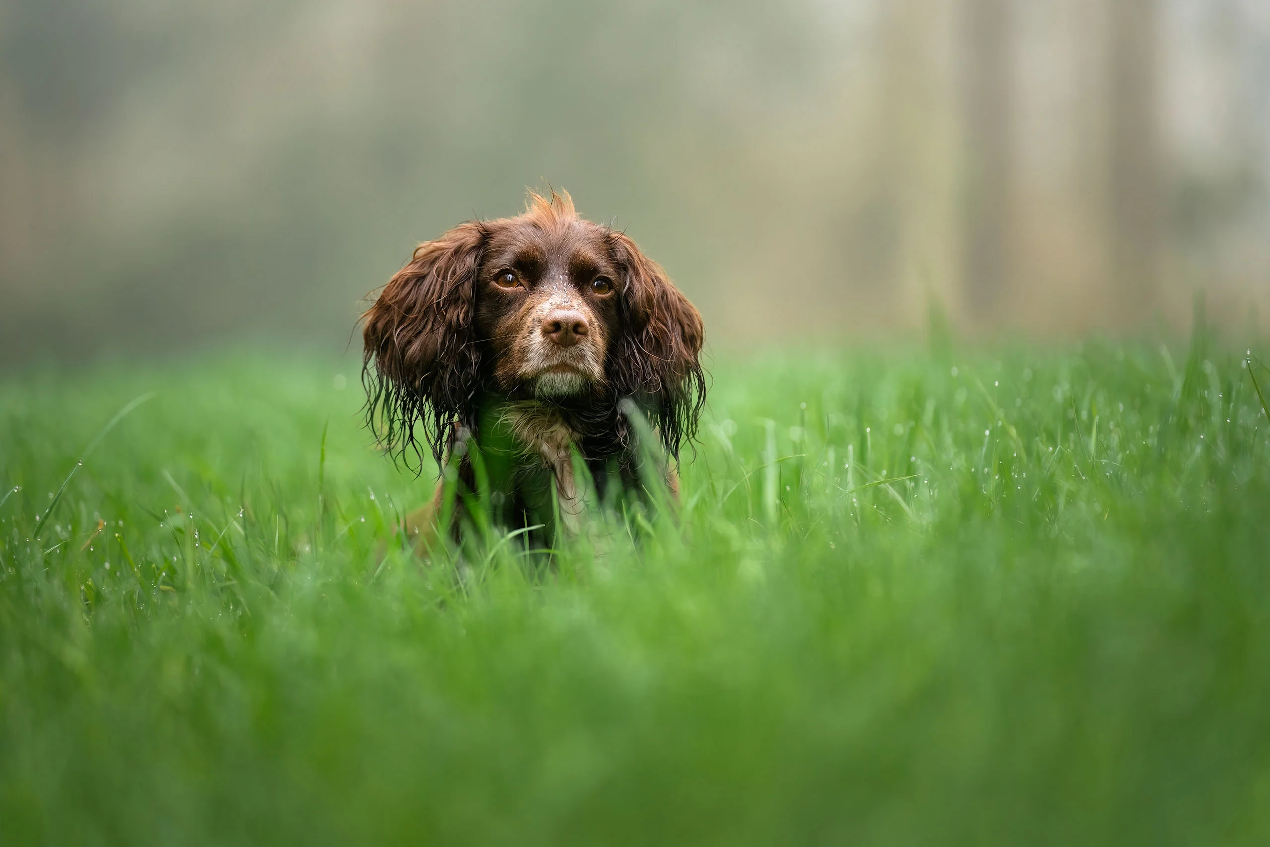 Cocker Spaniel in woodland on a pet photography session near Harrogate