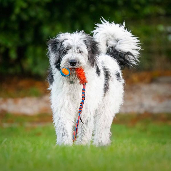 Maremma Old English Sheepdog Cross with a tug toy in Ilkley, West Yorkshire